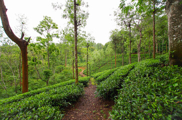 Fototapeta na wymiar Indian Tea Plantage