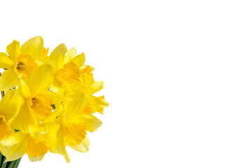 bouquet of yellow daffodils on a white background 