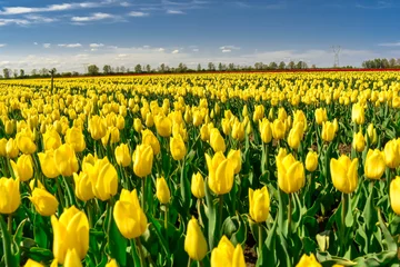 Foto op Canvas field of yellow tulips © Grzegorz