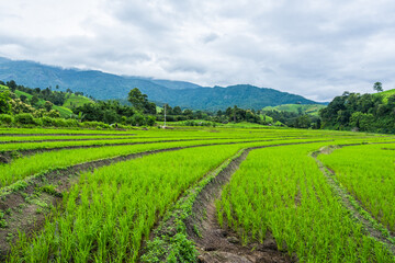 Naklejka premium Paddy Rice Field Plantation Landscape with Mountain View Background