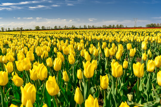 field of yellow tulips