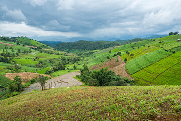 Fototapeta premium Corn farm plantation on hill landscape with Mountain View background