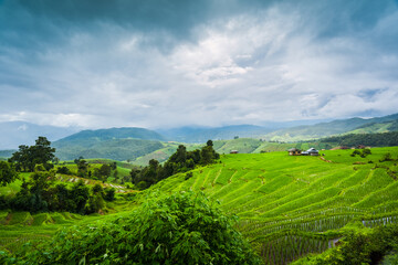 Fototapeta premium Paddy Rice Field Plantation Landscape with Mountain View Background