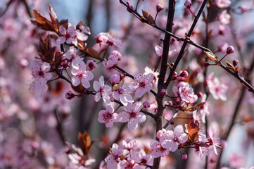 Canadian black plum Prunus nigra light pink flowers in bloom, beautiful flowering ornamental shrub with brown red leaves