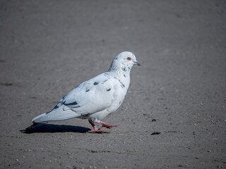 Obraz premium beautiful white pigeon on asphalt. general plan