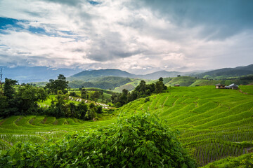 Paddy Rice Field Plantation Landscape with Mountain View Background