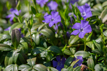 Vinca minor lesser periwinkle ornamental flowers in bloom, common periwinkle flowering plant,...