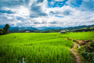 Paddy Rice Field Plantation Landscape with Mountain View Background