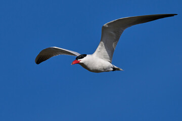 Caspian tern (Hydroprogne caspia)