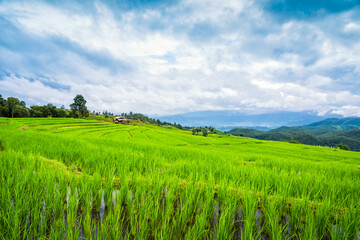 Naklejka premium Paddy Rice Field Plantation Landscape with Mountain View Background