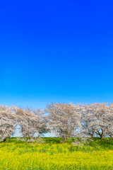 青空を背景にした満開の桜並木と菜の花畑。春イメージ