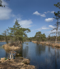 Brandeveen. Forest. Uffelte Drenthe Netherlands. Lake. Peetfields. Scandinavian look. Bridge of wood logs. 