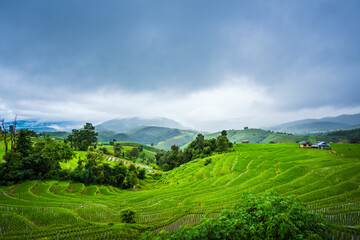 Fototapeta premium Paddy Rice Field Plantation Landscape with Mountain View Background