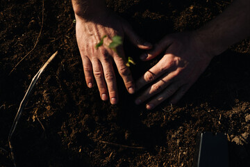 Planting a plant in soil