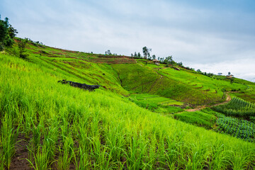Fototapeta premium Paddy Rice Field Plantation Landscape with Mountain View Background