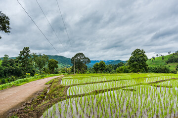 Obraz premium Paddy Rice Field Plantation Landscape with Mountain View Background