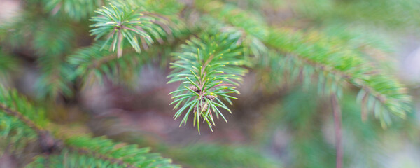 spruce branch with green needles, close up