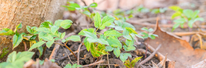 first spring shoots of vegetation, close up