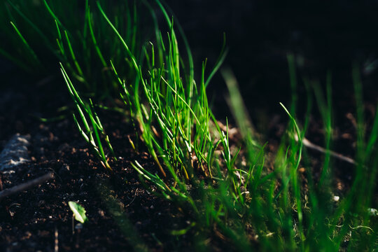chive