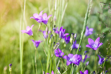 blue bell flower, campanula. Summer wildflowers. Purple flowers bells in the meadow.