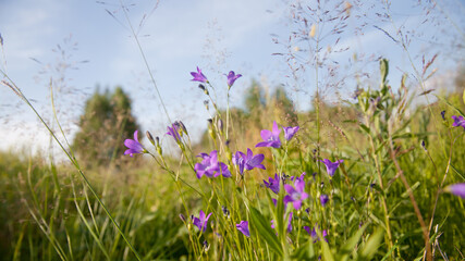 campanula. Summer wildflowers. Purple flowers bells in the meadow. Blooming meadow