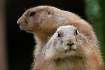 Black-tajled prairie dog living with family