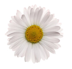 Daisy flower in spring isolated on white background, clipping path