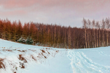 snow covered trees