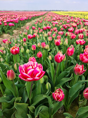 Blooming field of pink and yellow tulips.