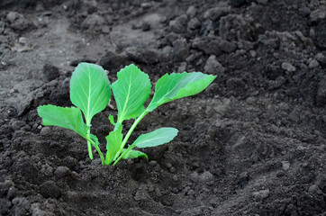 Young cabbage sprouts in the garden. Cabbage seedlings. Agricultural concept, background with copy space.