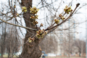 View, texture. On a blurred background of trees, young sprouts and leaves.