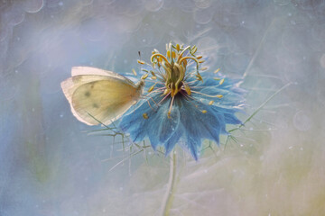 Motyle © Iwona
