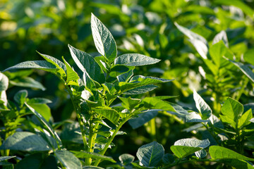 Young potato plant growing on the soil. Natural outdoor background.