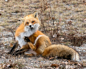 Red Fox Photo Stock. Fox Image. Close-up looking at camera with blur spring foliage background in its environment and habitat displaying bushy tail, fur. Picture. Portrait.