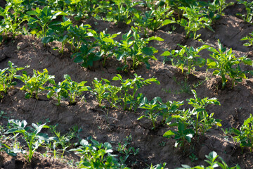Young potato plant growing on the soil. Natural outdoor background.