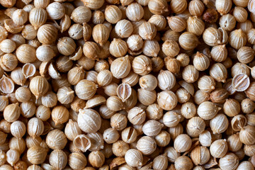 Pile of dry coriander seed close up