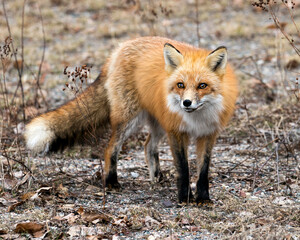 Naklejka na ściany i meble Red Fox Photo Stock. Fox Image. Close-up looking at camera in the spring season with blur spring foliage background in its environment and habitat. Picture. Portrait.