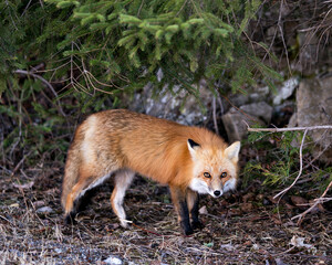Obraz premium Red Fox Photo Stock. Fox Image. Close-up looking at camera in the spring season with coniferous trees and rock background in its environment and habitat. Picture. Portrait.