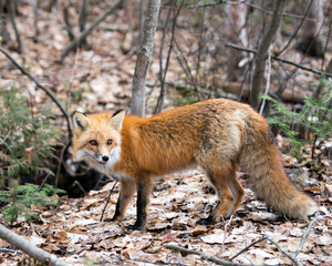 Naklejka na ściany i meble Red Fox Photo Stock. Fox Image. Close-up side view in the spring season with blur forest background in its environment and habitat displaying bushy tail, fur. Picture. Portrait.
