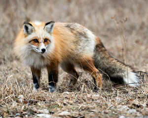 Red Fox Photo Stock. Red unique fox close-up profile looking at camera in the spring season in its environment and habitat with blur background. Fox Image. Picture. Portrait.