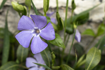 flower periwinkle