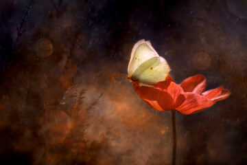 Papillon jaune -Gonepteryx rhamni  © Iwona