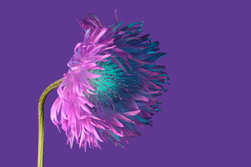 Flower with thin petals on a purple background. Abstract floral composition. neon lights.