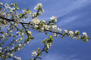 Blooming branches of apple tree on blue sky