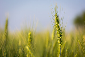 Close up of young green wheat on the field