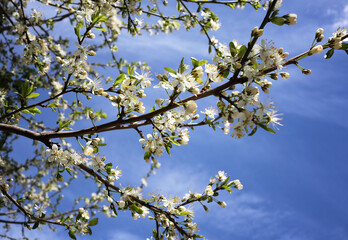 Blooming branches of apple tree