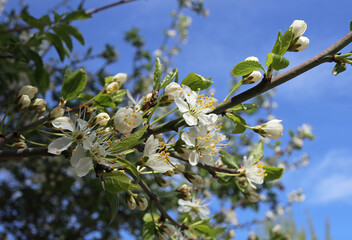 Blooming branches of apple tree