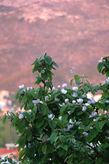 Pale pink flowers on a quince tree. Selective focus.