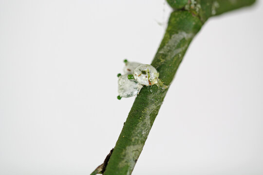 Embryon of white berry mistletoe shown in detail 