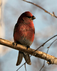 Pine Grosbeak Stock Photo. Male close-up profile view, perched  with a blur background in its environment and habitat displaying red feather plumage. Image. Picture. Portrait.